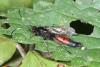 Stenichneumon culpator